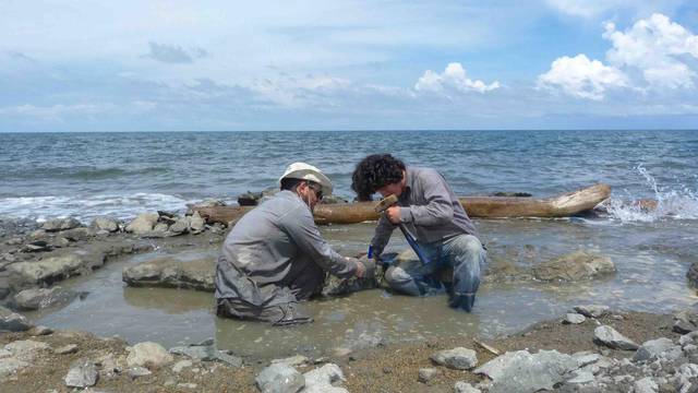 Researchers excavate the 6 million year old fossil remains of a sea turtle of the genus Lepidochelys near La Pina along the Caribbean coast of Panama
