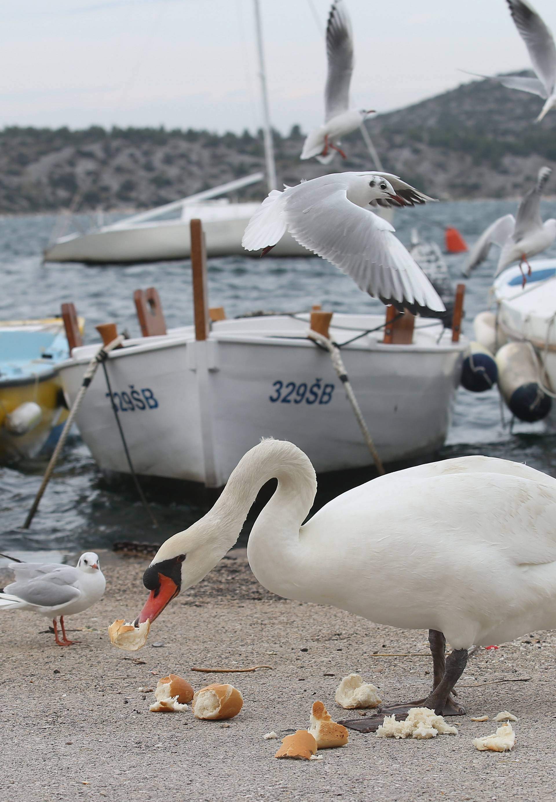 ? ibenik: Labud koji je za mje??tane naselja Dolac kao kuÄ?ni ljubimac