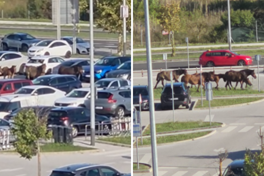 Konji kod zračne luke u Zagrebu