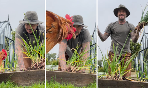 VIDEO 'Farmer Beckham' brao luk, a onda mu je u kadar uletio neočekivani gost: 'Ovo je hit!'