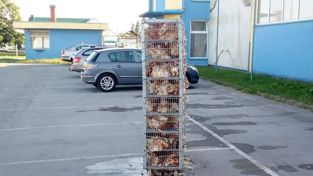 Bizaran prizor u Virovitici: Iz kamiona mu ispale žive kokoši