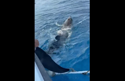 VIDEO Spasili zapetljanog dupina kod Cresa: ’Bojali smo se da će uginuti, ali zaplivao je’