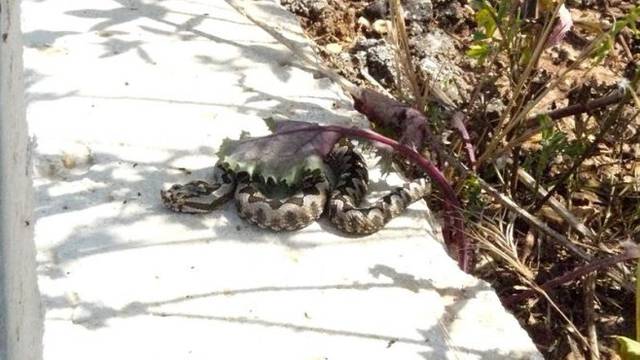 Probudile se zmije: U Istri su viđeni poskoci, oprez u prirodi