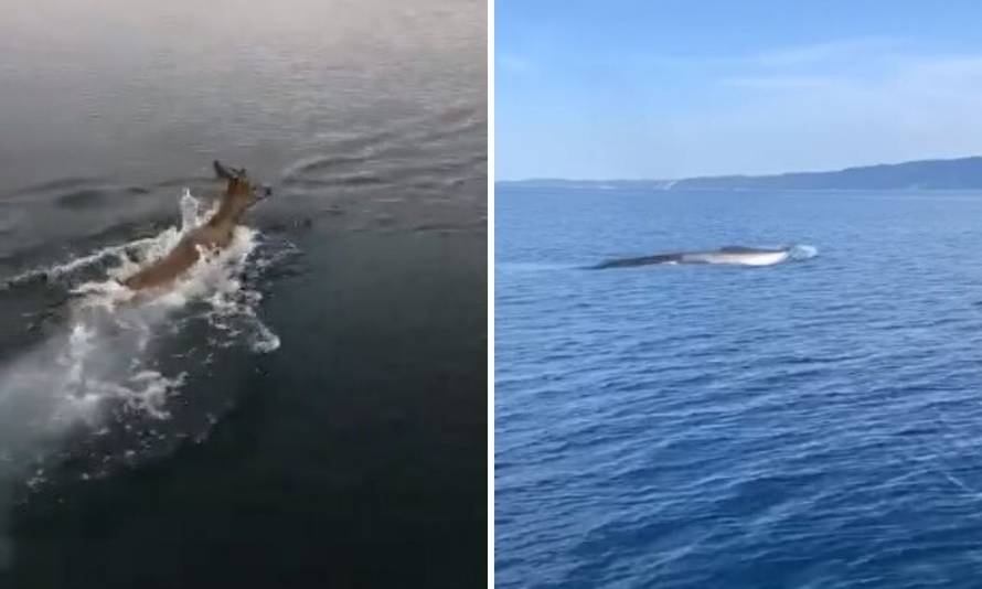 Nisu u karanteni: U more su nam stigli dupini, srne, kitovi...