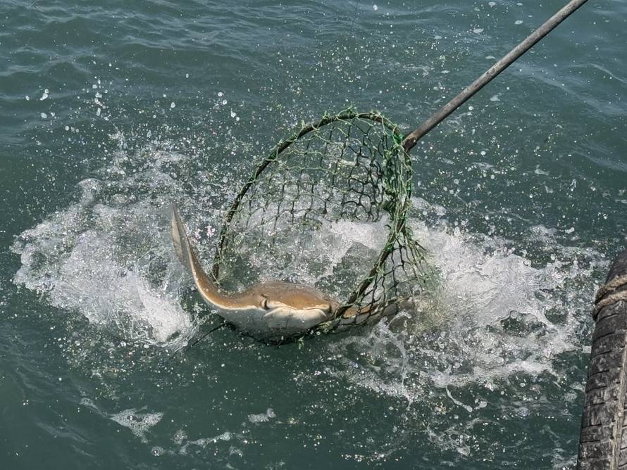 FOTO Izumrlu vrstu jadranskog ražopsa pronašli u Crnom moru. Soldo: Ovo je velik uspjeh