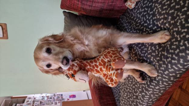 SUPER FOTKE vaših ljubimaca! Neki bi mogli biti viralni hit, ali svi su jednostavno neodoljivi