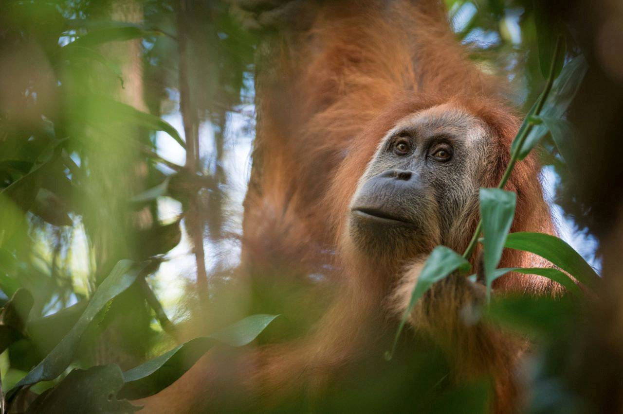 Handout photo of Pongo tapanuliensis, identified as a new species of orangutan is shown, found on the Indonesian island of Sumatra where a small population inhabit its Batag Toru forest