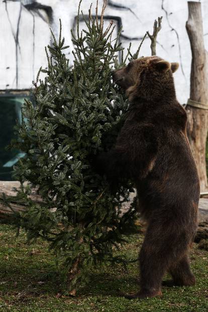 Zagreb: Životinjima u zoološkom vrtu podijeljena božićna drvca