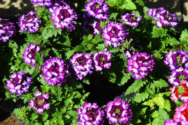 Obilježavanje Dana grada Križevaca uljepšano je cvjetnom manifestacijom "Križevci u cvijeću"