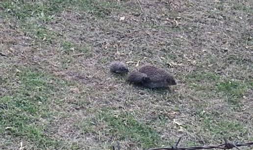 Mama je&zcaron;ica mladunce odvela u &scaron;etnju, druga okotila u vrtu