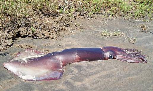 Invazija gigantskih lignji na kalifornijskim plažama 