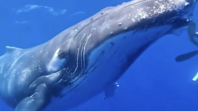 Bliski susret ronioca s kitom dugačkim deset metara: 'Ovako nešto se viđa jednom u životu'