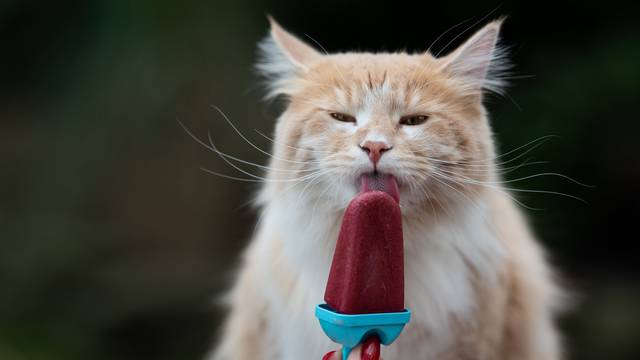 4 smrznute poslastice za mačke koje će im pomoći da se ohlade