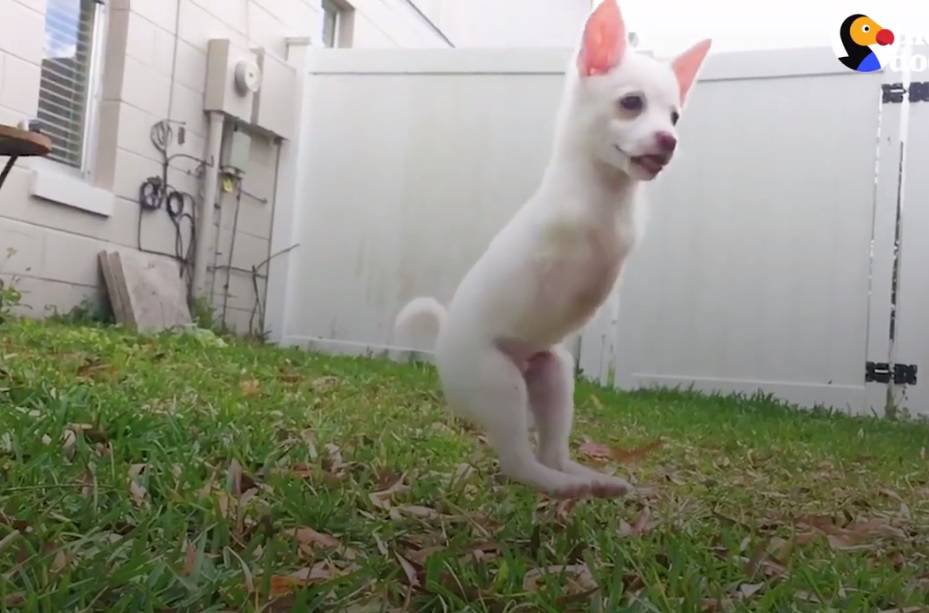 Ovaj se psić rodio bez prednjih nogu, a ipak je pravi veseljko