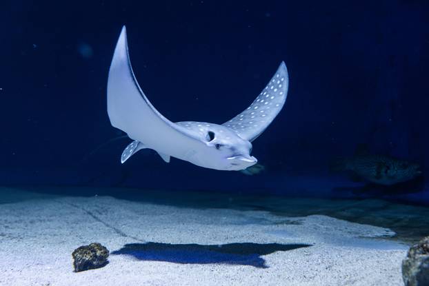 Pula: Novopristigle vrste raža Pjegavi golub u Pulskom akvariju