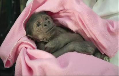 ZOO ima prinovu: Beba gorile stigla na svijet carskim rezom