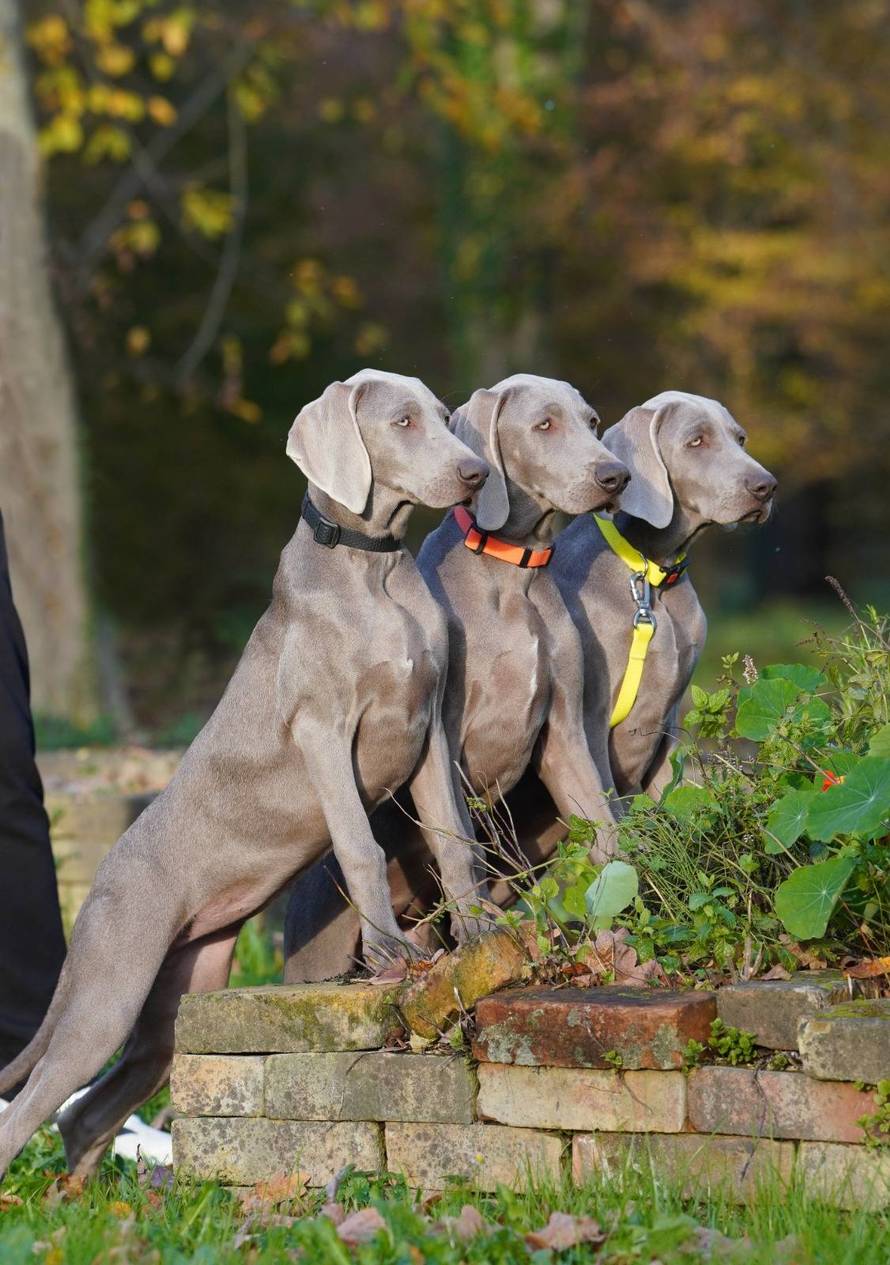 Ova fotografija nije AI, to su tri sestrice jantarnih očiju iz Siska!