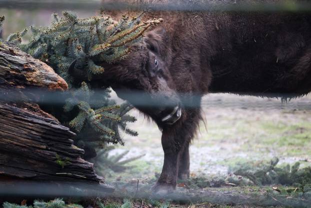 Životinjama u Zoološkom vrtu podijeljena raskićena drvca