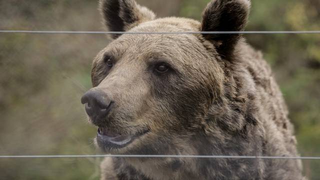 Medvjed napao šetača s psom u Sloveniji i lakše ga ozlijedio