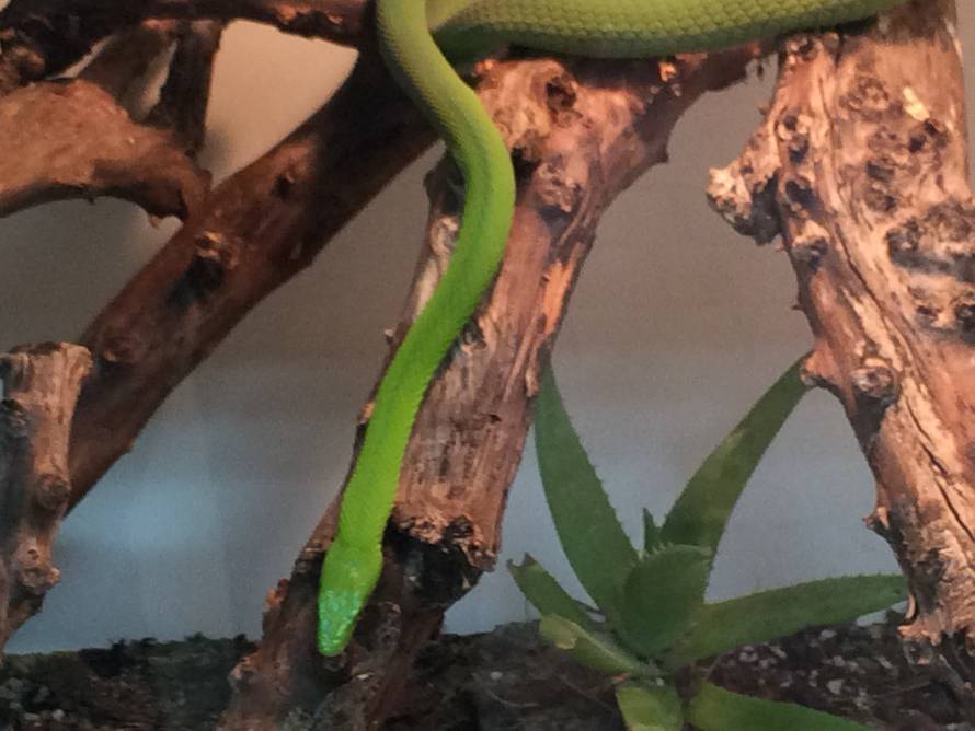 Crna mamba u Splitu:  Neke od ovih zmija iznimno brzo ubijaju