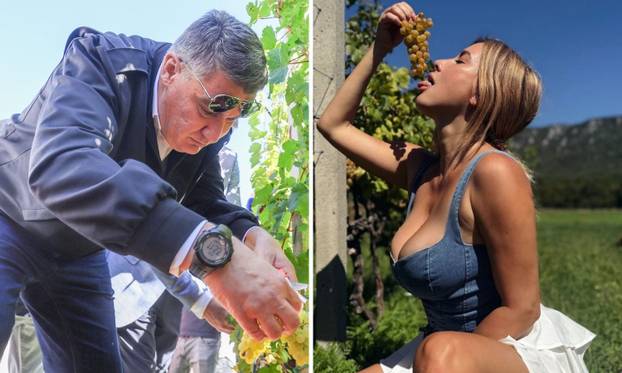 FOTO ANKETA Koga biste zvali na berbu? Nives ili Milanovića?