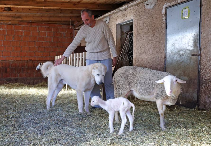 24sata Kistanje: Pas Shadow ranjen u borbi sa vukovima 
