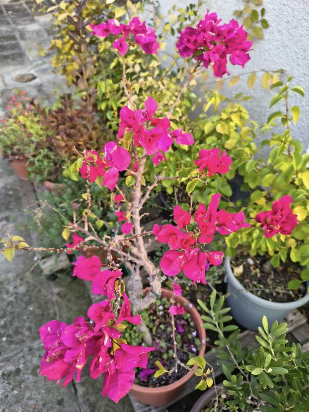 FOTO Zoran je na krovu zgrade u Zagrebu napravio zelenu oazu: 'Tu sadimo biljke, družimo se...'