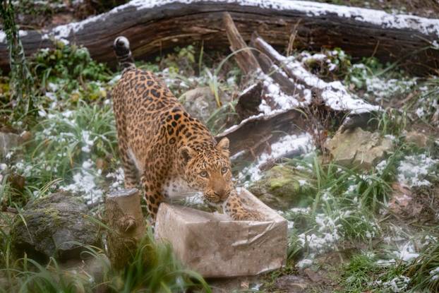 Zagreb: Podjela darova životinjama u Zoološkom vrtu