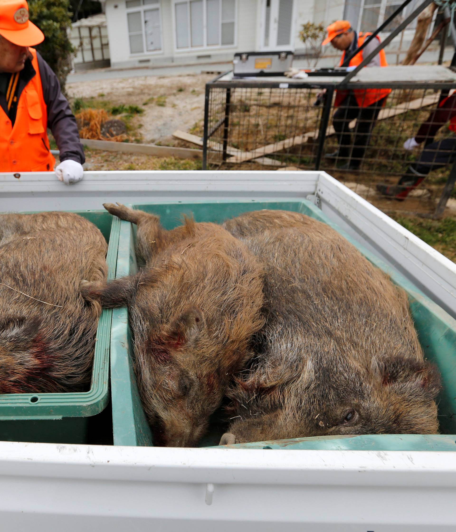 Wild boars which killed by a pellet gun in a booby trap, are seen on a truck at a residential area in an evacuation zone near TEPCO's tsunami-crippled Fukushima Daiichi nuclear power plant in Tomioka town