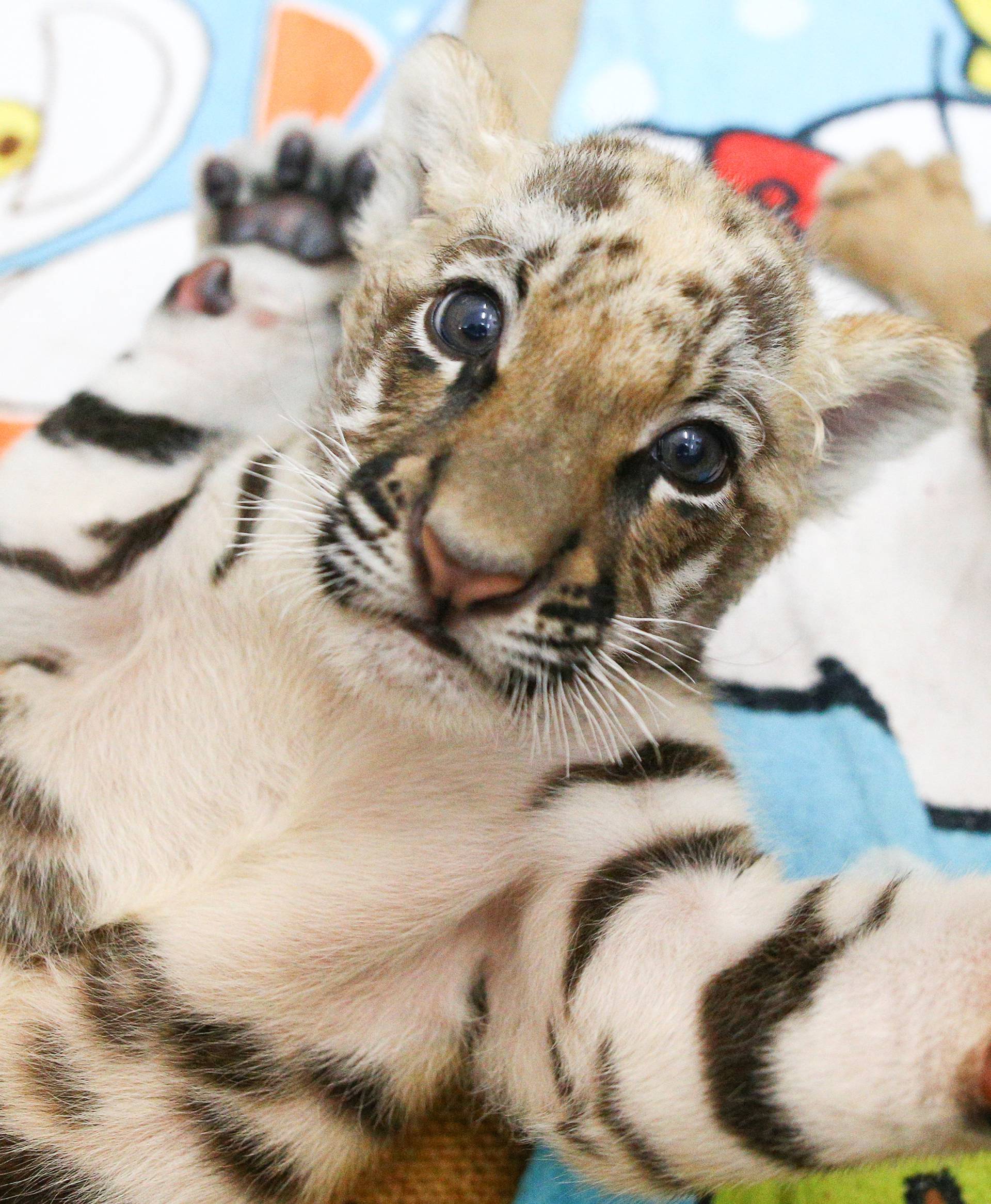 Tiger cubs are pictured at Sriracha Tiger Zoo in Chonburi province