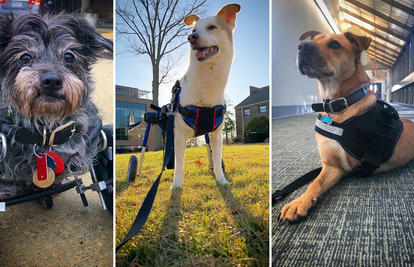 Brine o tri psa koji imaju svaki po dvije noge: 'Oni su heroji...'