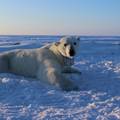 Polarni medvjedi sve teže love hranu, a krivac je otapanje leda
