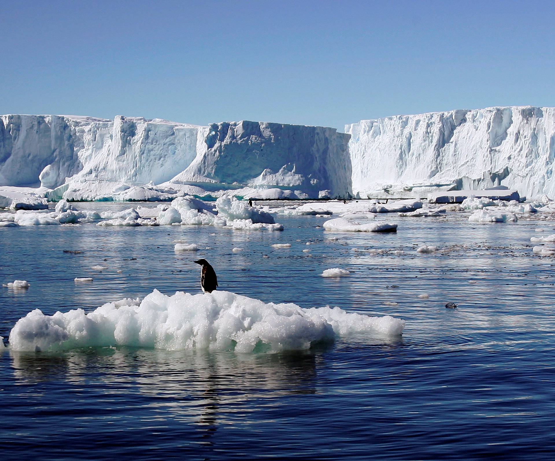 File photo of an Adelie penguin standing atop a block of melting ice near the French station at Dumont dÃ­Urville in East Antarctica