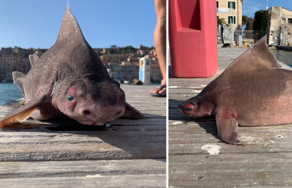 Talijanski pomorci ulovili morskog psa koji podsjeća na svinju: 'Je li ovo neki mutant?'