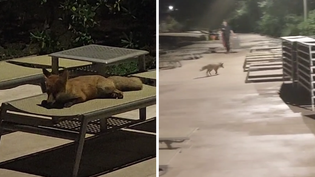 VIDEO Lisica na godišnjem odmoru u Cavtatu: 'Prošetala, najela se pa legla na ležaljku'