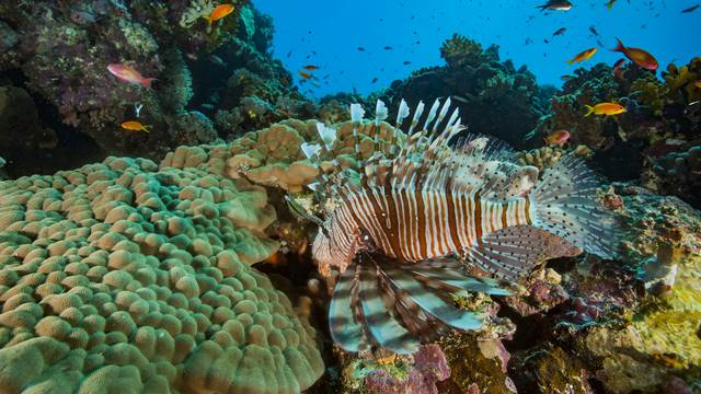 Lionfish / Pterois