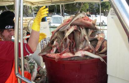 Ribari se namučili izvući jato od 300 morskih pasa