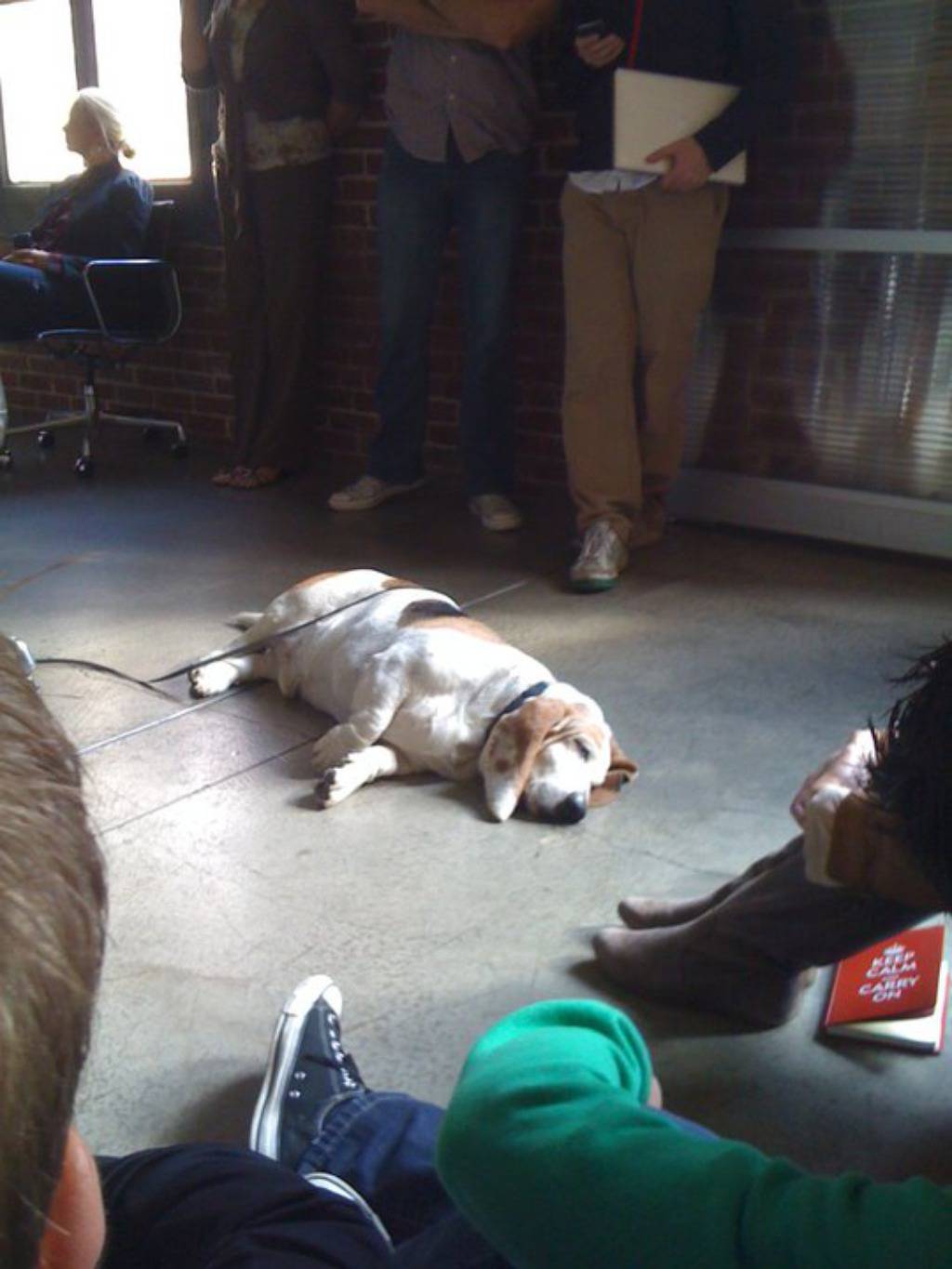 Facebook/George, the Very Tired Basset Hound