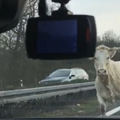 Krave blokirale autocestu: Nisu se htjele maknuti policajcima