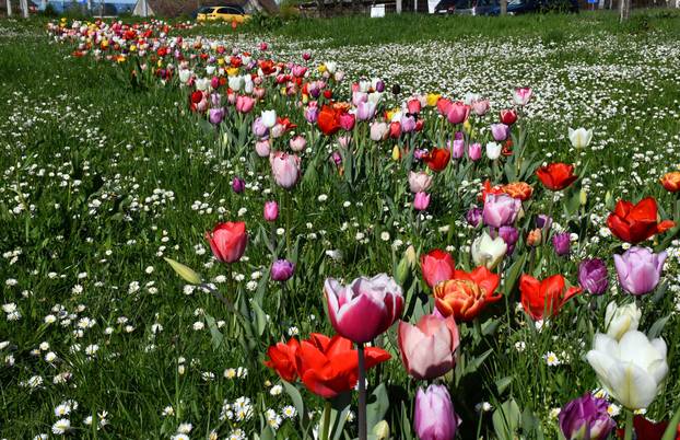 Slavonski Brod: Šarene cvjetne gredice rascvjetalih tulipana svojom ljepotom krase gradske parkove