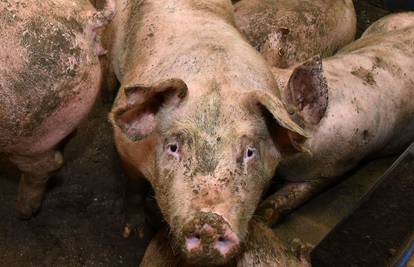 Strava u Kini: Svinja napala mesara u klaonici i ubila ga