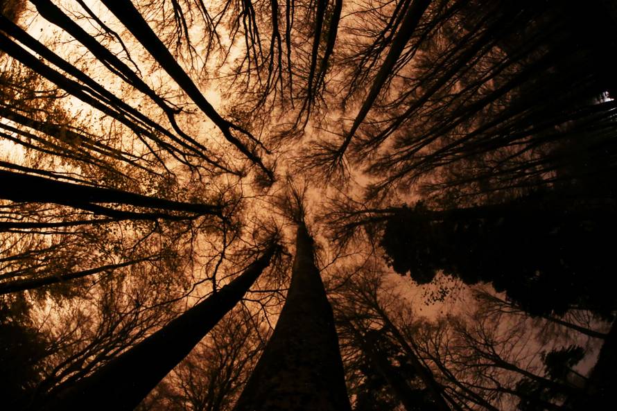 Zagreb: Sljemenska šuma noću