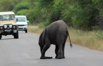 Jadni slonić srušio se na cesti, ali ono što je uslijedilo je ...