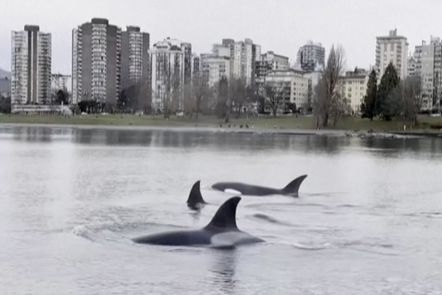 Kitovi ubojice iznenadili u Vancouveru