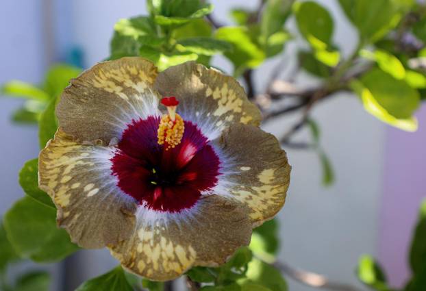 Split: Denis Bojčić, kolekcionar bugenvila