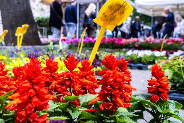 Pula: 17. sajam cvijeća Florija na Giardinima