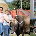 Nastavile su bakin posao i vode farmu staru 60 godina: Grad nije opcija, volimo naše kravice