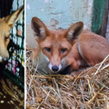 U Zagrebu u Dubravi spasili lisicu iz šahta: Promrznutu su je odveli u oporavilište u ZG Zoo