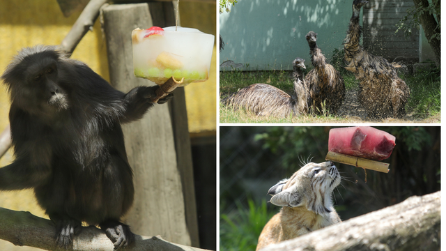 Jedan desert, molim! Životinje u osječkom zoološkom vrtu su se rashladile uz hranu i kupku