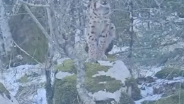 VIDEO Kakva je to cica maca? 'Snimio sam je blizu vikendice, čitao sam da su jako rijetke...'